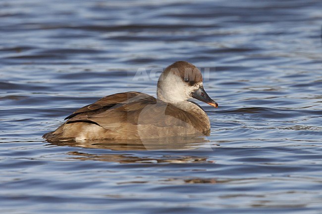 Krooneend vrouwtje zwemmend; Red-crested Pochard female swimming stock-image by Agami/Chris van Rijswijk,
