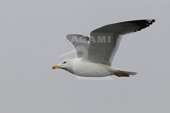 Gabbiano del Caspio; Gabbiano delle steppe; Steppe Gull; Larus cachinnans barabensis stock-image by Agami/Daniele Occhiato,