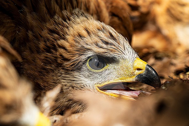 Red Kite chick being ringed stock-image by Agami/Wil Leurs,