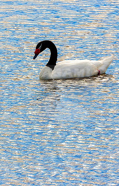 Black-necked Swan (Cygnus melancoryphus) swimming in a lake in southern Argentina. stock-image by Agami/Marc Guyt,