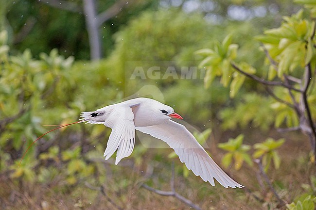 Adult Red-tailed Tropicbird (Phaethon rubricauda) Photographed during a Pitcairn Henderson and The Tuamotus expedition cruise. stock-image by Agami/Pete Morris,