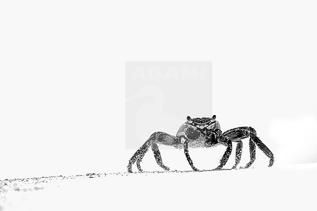 Artistic black and white portrait of a Sally Lightfood (Grapsus grapsus) in Ascension Island.  stock-image by Agami/Rafael Armada,