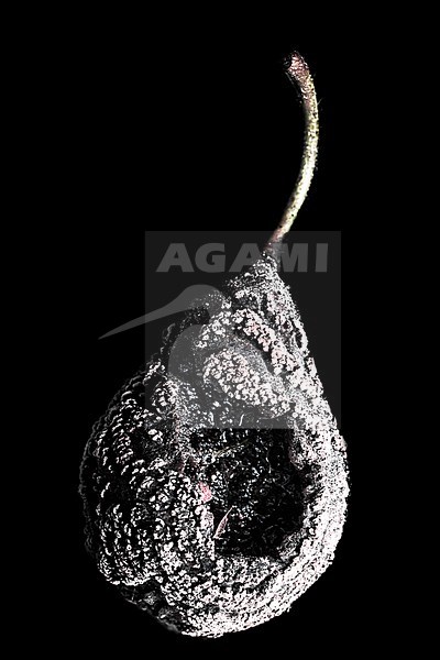 Pear with fungus stock-image by Agami/Wil Leurs,