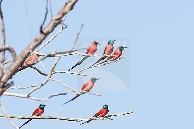 Noordelijke Karmijnrode Bijeneters in kale boom, Northern Carmine Bee-eaters at tree stock-image by Agami/Wil Leurs,
