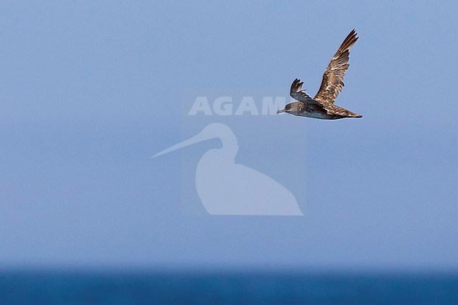 An critically endangered worn adult Balearic Shearwater (Puffinus mauretanicus) in fligh off Portimao in Portugal stock-image by Agami/David Monticelli,