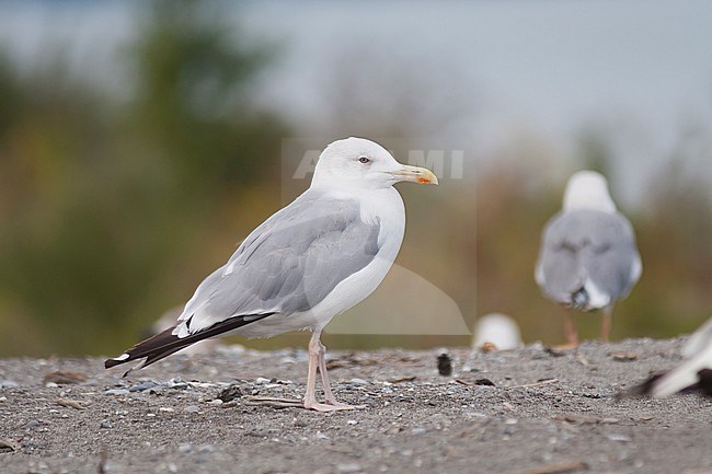 Pontische Meeuw, Caspian Gull, Larus cachinnans, Austria, 2nd W stock-image by Agami/Ralph Martin,