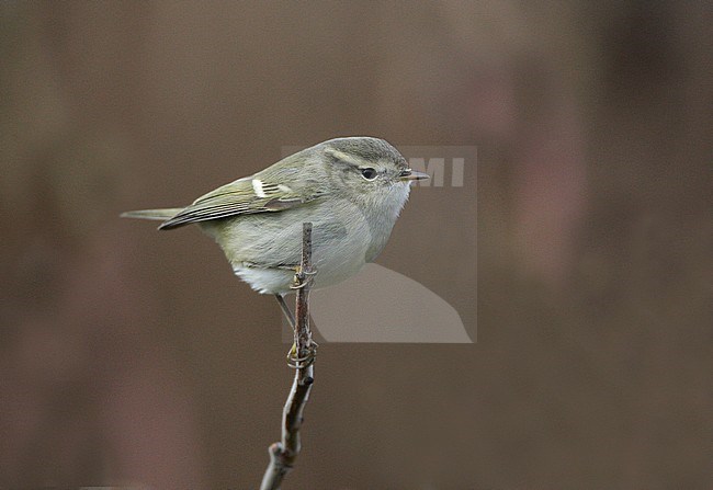  stock-image by Agami/Hugh Harrop,
