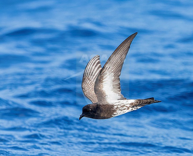 New Zealand Storm Petrel (Fregetta maoriana), a critically endangered seabird species endemic to New Zealand. Flying above the ocean surface. stock-image by Agami/Marc Guyt,