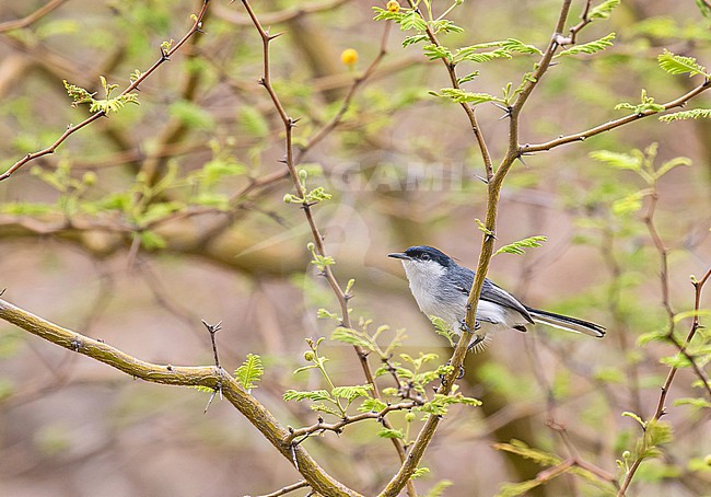 Maranon Gnatcatcher (Polioptila maior) in northern Peru. stock-image by Agami/Pete Morris,