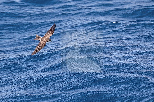 Polynesian storm petrel, Nesofregetta fuliginosa. Photographed during a French Polynesia & The Cook Islands expedition cruise. stock-image by Agami/Pete Morris,