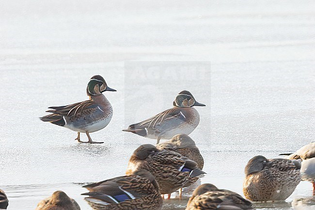 Male Baikal Teals in Hokkaido, Japan. stock-image by Agami/Stuart Price,