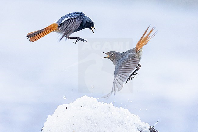  stock-image by Agami/Menno van Duijn,