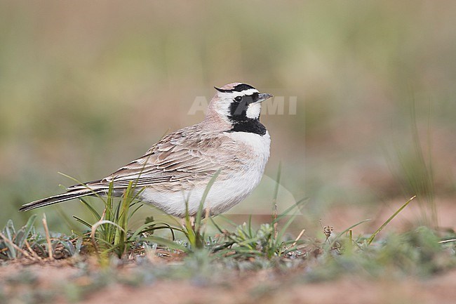 Adult  Steppe Horned Lark (Eremophila alpestris brandtii) in Kyrgyzstan, during summer season. stock-image by Agami/Ralph Martin,