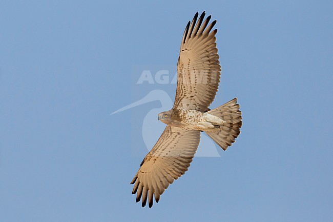 Juveniele Slangenarend in flight; Juvenile Short-toed Eagle in flight stock-image by Agami/Daniele Occhiato,