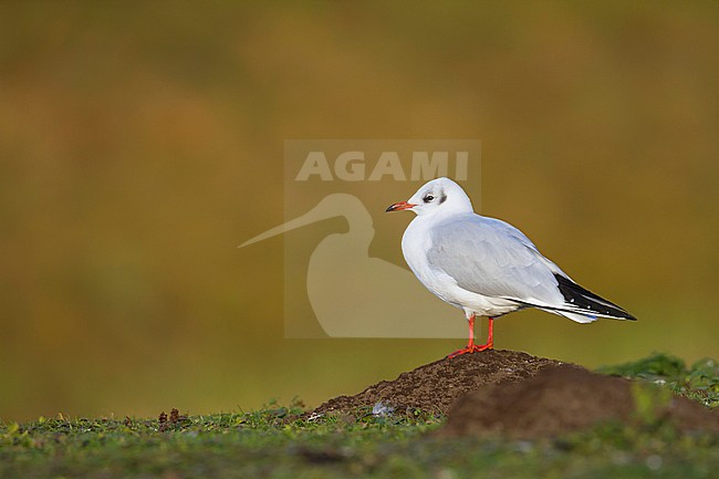 Black-headed Gull - Lachmöwe - Larus ridibundus, Germany, adult, winter plumage stock-image by Agami/Ralph Martin,
