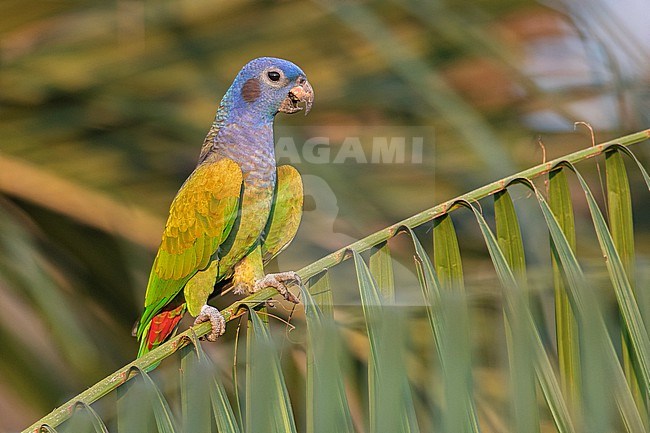 Blue-headed Parrot (Pionus menstruus menstruus) at Puerto Nariño, Amazonas, Colombia. stock-image by Agami/Tom Friedel,