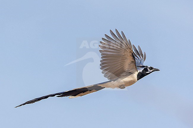 Black-throated magpie-jay, Calocitta colliei, in Mexico. stock-image by Agami/Pete Morris,