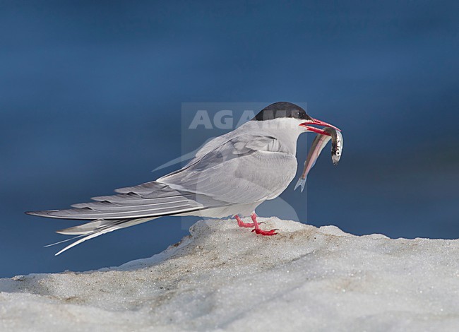 Noordse Stern met vis, Arctic Tern with fish stock-image by Agami/David Hemmings,