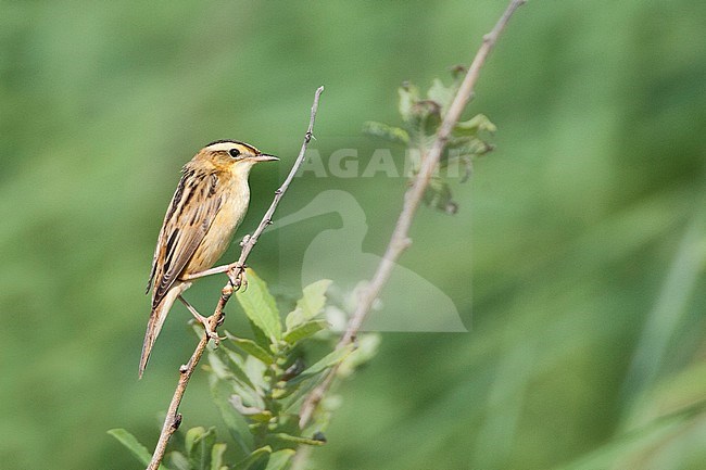 Waterrietzanger, Aquatic Warbler, Acrocephalus paludicola stock-image by Agami/Marc Guyt,