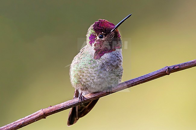 A stunning young male Anna’s Hummingbird showing off what happens when the light hits its prism like feathers. A blast of pink and purple spraks from its head and neck. The Anna’s Hummingbird is the most common hummingbird in Vancouver, British Colombia, Canada. stock-image by Agami/Jacob Garvelink,