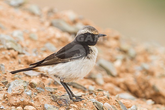 Red-rumped Wheatear - Fahlbürzel-Steinschmätzer - Oenanthe moesta, Morocco, adult male stock-image by Agami/Ralph Martin,