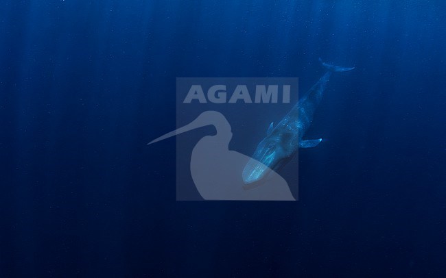 Blue Whale (Balaenoptera musculus ssp brevicauda) approaching, shot with a fisheye lens. stock-image by Agami/Lennart Verheuvel,