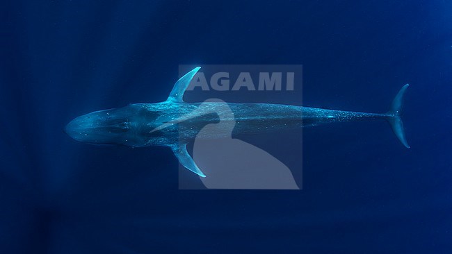Blue Whale (Balaenoptera musculus ssp brevicauda) seen from the back, shot with a fisheye lens. stock-image by Agami/Lennart Verheuvel,