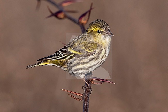 Female Eurasian Siskin (Spinus spinus) perched on a branch in Florence, Tuscany, Italy. stock-image by Agami/Vincent Legrand,