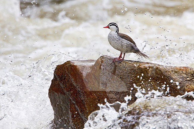 Torrent Duck (Merganetta armata) perched on a rock alongside a rushing stream in the highlands of central Ecuador. stock-image by Agami/Glenn Bartley,
