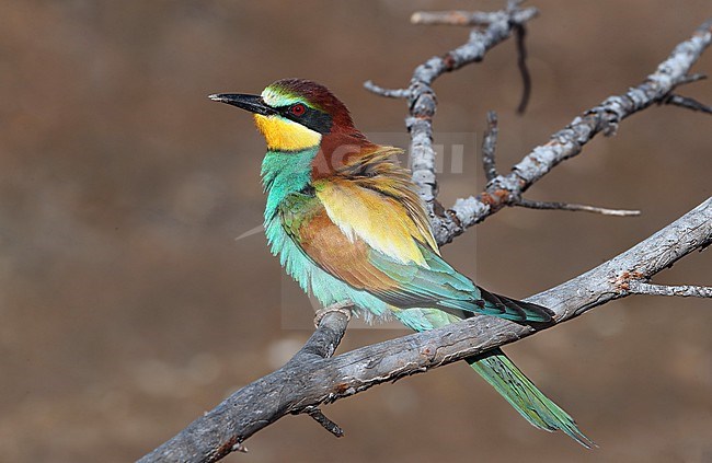 European Bee-eater, Merops apiaster, in France. Perched on a branch. stock-image by Agami/Aurélien Audevard,