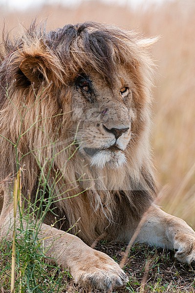 Portrait of a resting male lion, Panthera leo, known in the Masai Mara as, Scarface. Masai Mara National Reserve, Kenya. stock-image by Agami/Sergio Pitamitz,
