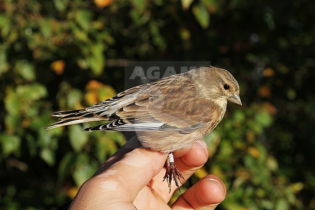 First-winter Common Linnet (Linaria cannabina) caught at ringing station at Falsterbo, Sweden. stock-image by Agami/Christian Brinkman,
