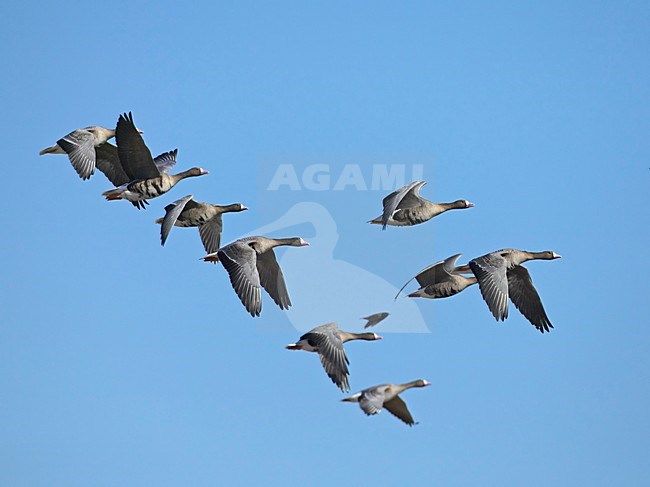 White-fronted Goose a group flying, Kolgans een groep vliegend stock-image by Agami/Markus Varesvuo,