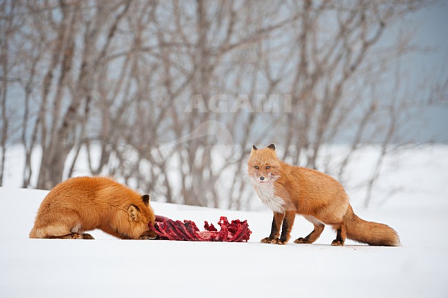 Vossen met prooi in de sneeuw, Red Foxs with prey in the snow stock-image by Agami/Sergey Gorshkov,
