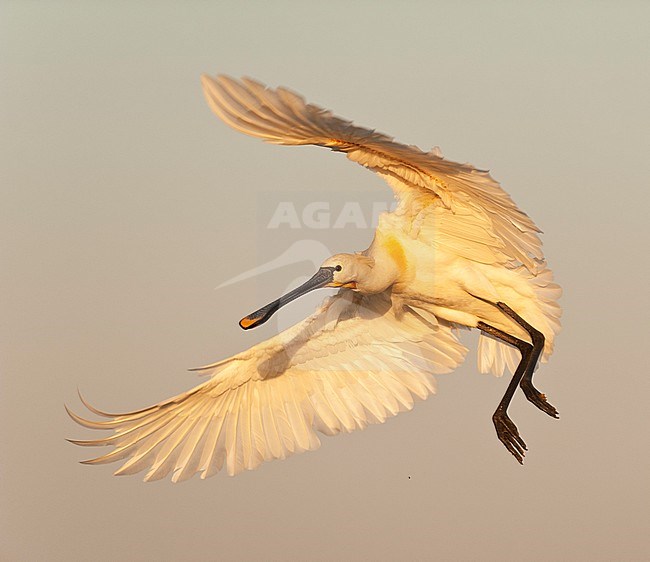 Eurasian Spoonbill (Platalea leucorodia) stock-image by Agami/Bence Mate,