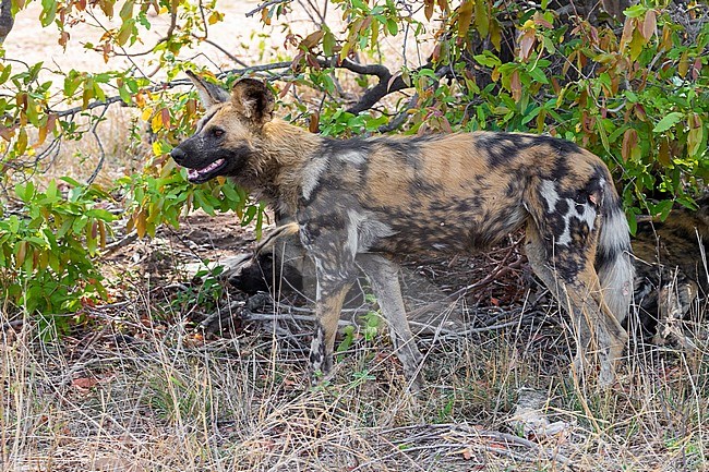 Wild Dog (Lycaon pictus), side view of an adult female, Mpumalanga, South Africa stock-image by Agami/Saverio Gatto,
