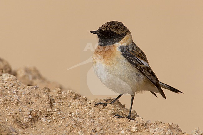 Kaspische Roodborsttapuit, Caspian Stonechat stock-image by Agami/Daniele Occhiato,