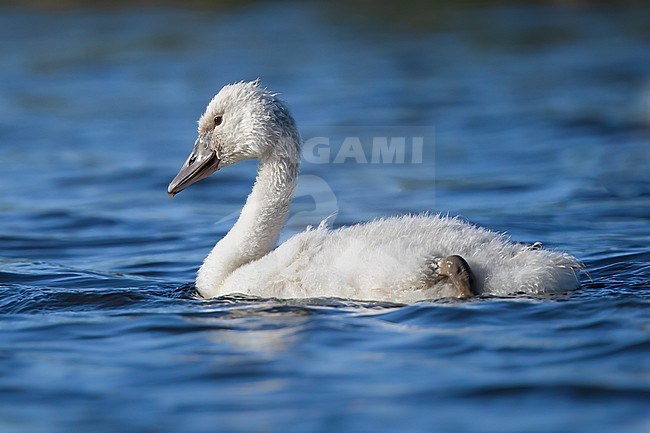 Mute Swan (Cygnus olor) nestling swimming, with the water as background. stock-image by Agami/Sylvain Reyt,
