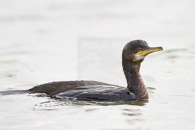 European Shag, Phalacrocorax aristoteli 2 calendar year swimming in harbor juvenile bird seen from side stock-image by Agami/Menno van Duijn,