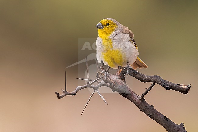 Citron-headed Yellow-Finch (Sicalis luteocephala) Perched on a branch in Argentina stock-image by Agami/Dubi Shapiro,