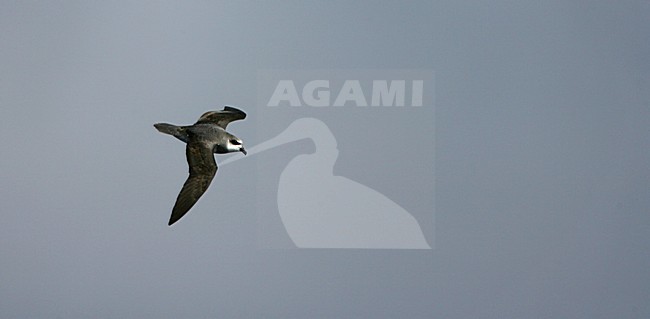 Donsstormvogel in vlucht; Soft-plumaged Petrel in flight stock-image by Agami/Marc Guyt,