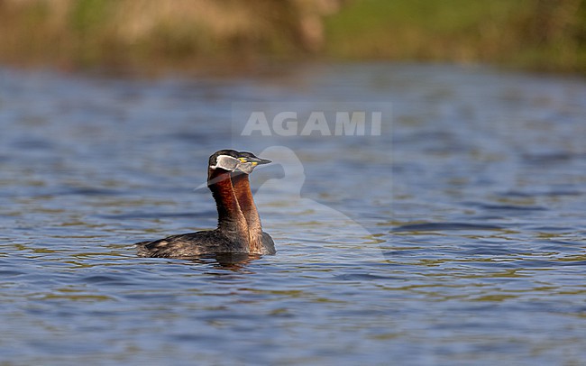 Red-necked Grebe (Podiceps griseigena) pair showing courtship behaviour on a lake in Rudersdal, Denmark stock-image by Agami/Helge Sorensen,