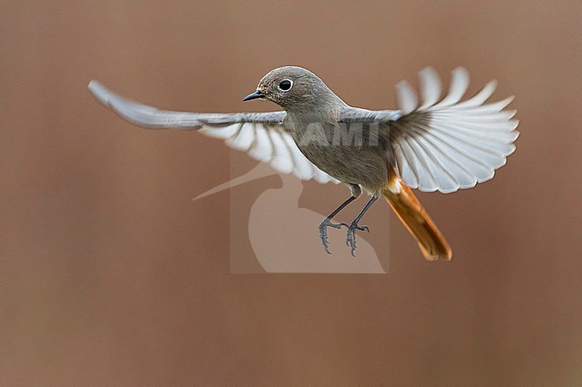 Vrouwtje Zwarte Roodstaart in vlucht, Female Black Redstart in flight stock-image by Agami/Daniele Occhiato,