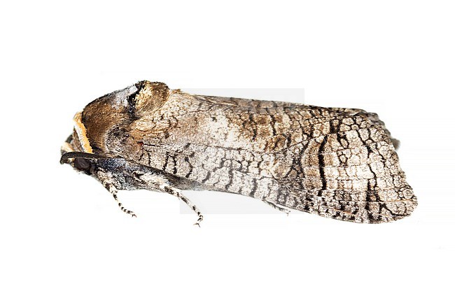 Goat Moth, Cossus cossus stock-image by Agami/Wil Leurs,