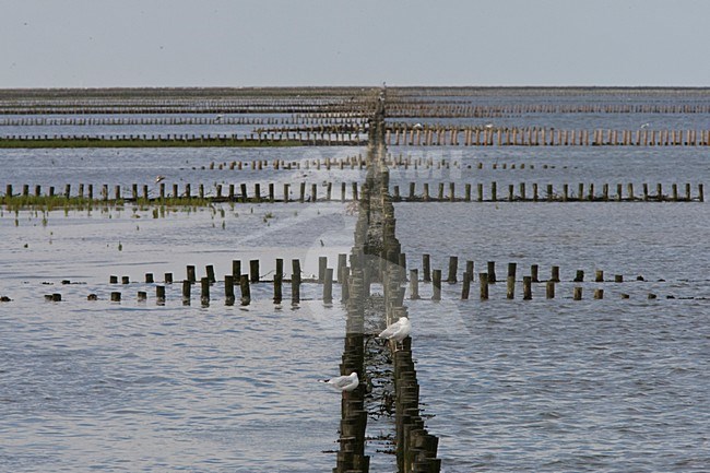 Kwelders bij Holwerd; Mudflats at Holwerd stock-image by Agami/Arnold Meijer,