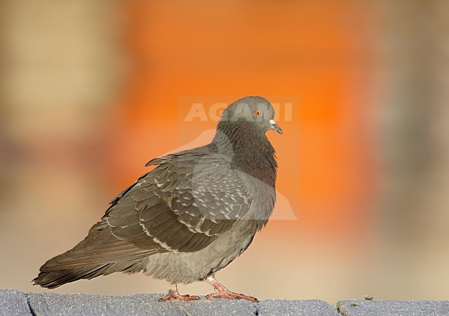 Stadsduif op een muurtje, Feral Pigeon on a wall stock-image by Agami/Markus Varesvuo,