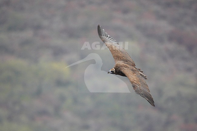 Monniksgier in de vlucht; Cinereous Vulture in flight stock-image by Agami/Markus Varesvuo,