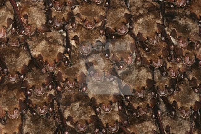Vale vleermuis hangend; Greater mouse-eared bat hanging stock-image by Agami/Theo Douma,