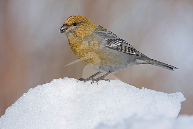 Zittend vrouwtje Haakbek in de sneeuw; Perched female Pine Grosbeak in the snow stock-image by Agami/Arie Ouwerkerk,