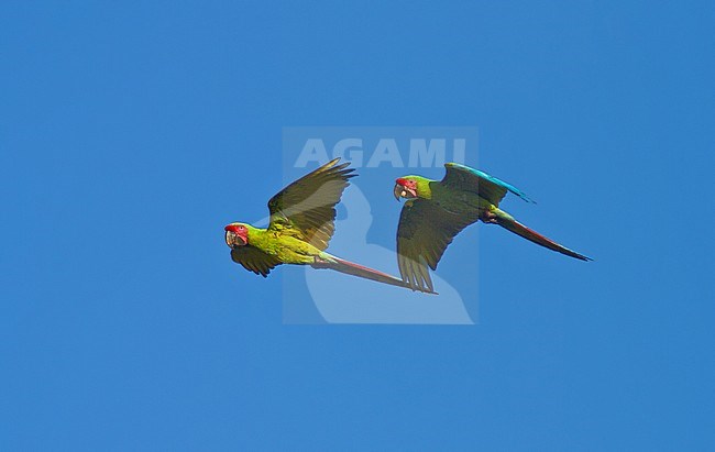 Buffons ara in vlucht, Great Green Macaw in flight stock-image by Agami/Greg & Yvonne Dean,